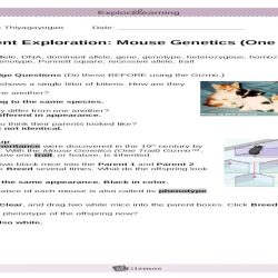 Gizmo mouse genetics one trait answer key