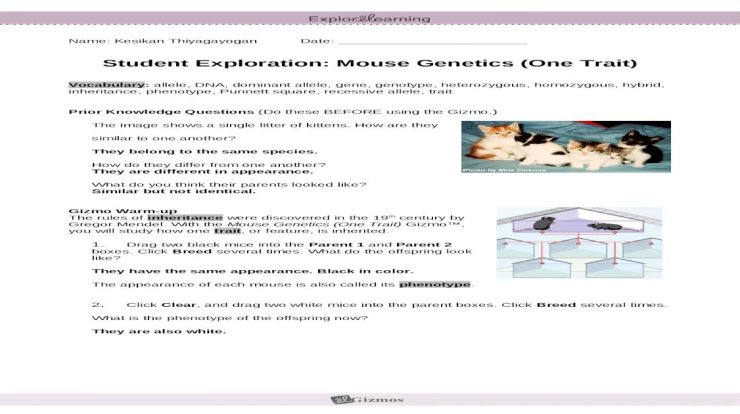 Gizmo mouse genetics one trait answer key