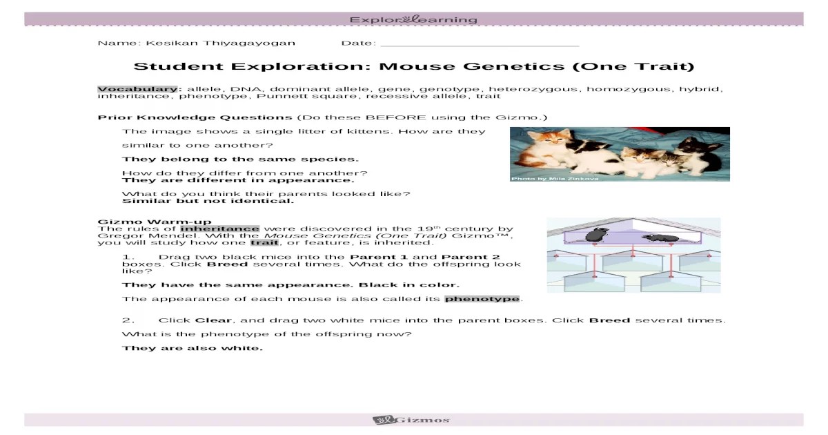 Gizmo mouse genetics one trait answer key