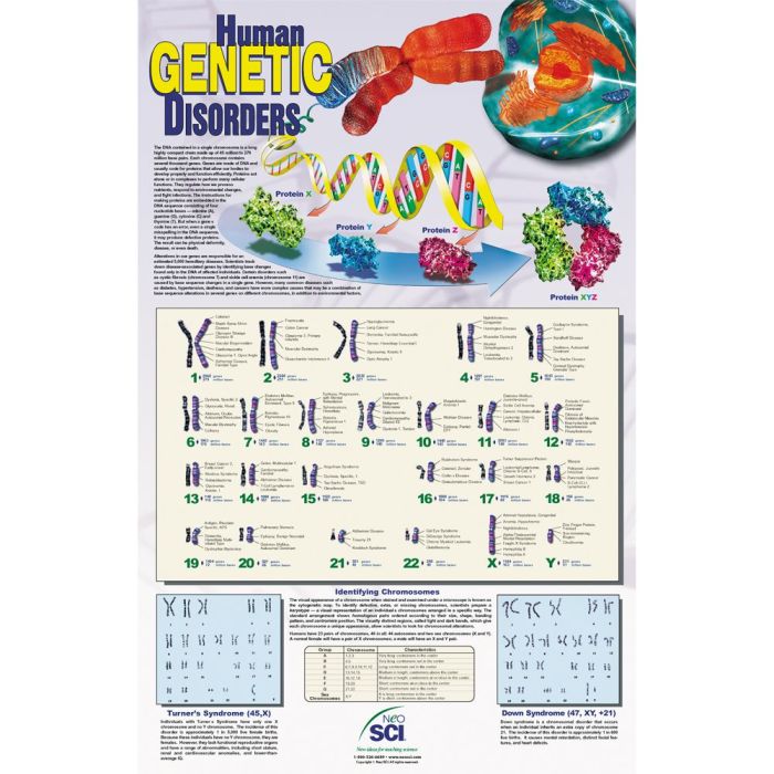 Pedigrees practice - human genetic disorders