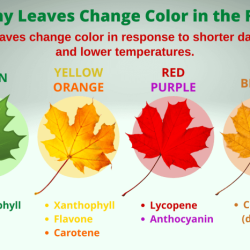 Pigments responsible chlorophyll foliage