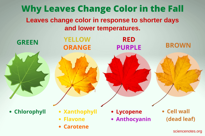 Pigments responsible chlorophyll foliage