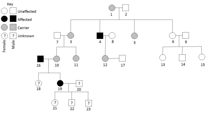 Pedigrees practice - human genetic disorders