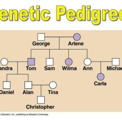 Pedigrees practice - human genetic disorders