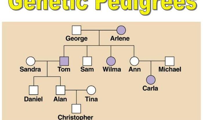 Pedigrees practice - human genetic disorders