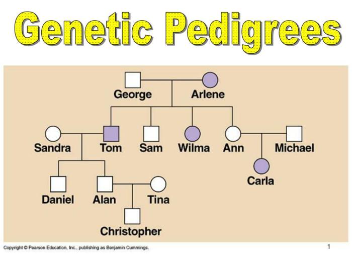 Pedigrees practice - human genetic disorders